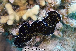 Golden spotted flatworm taking a morning constitutional by Giles Harvey 